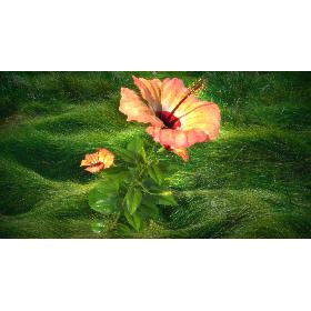 Flower Open